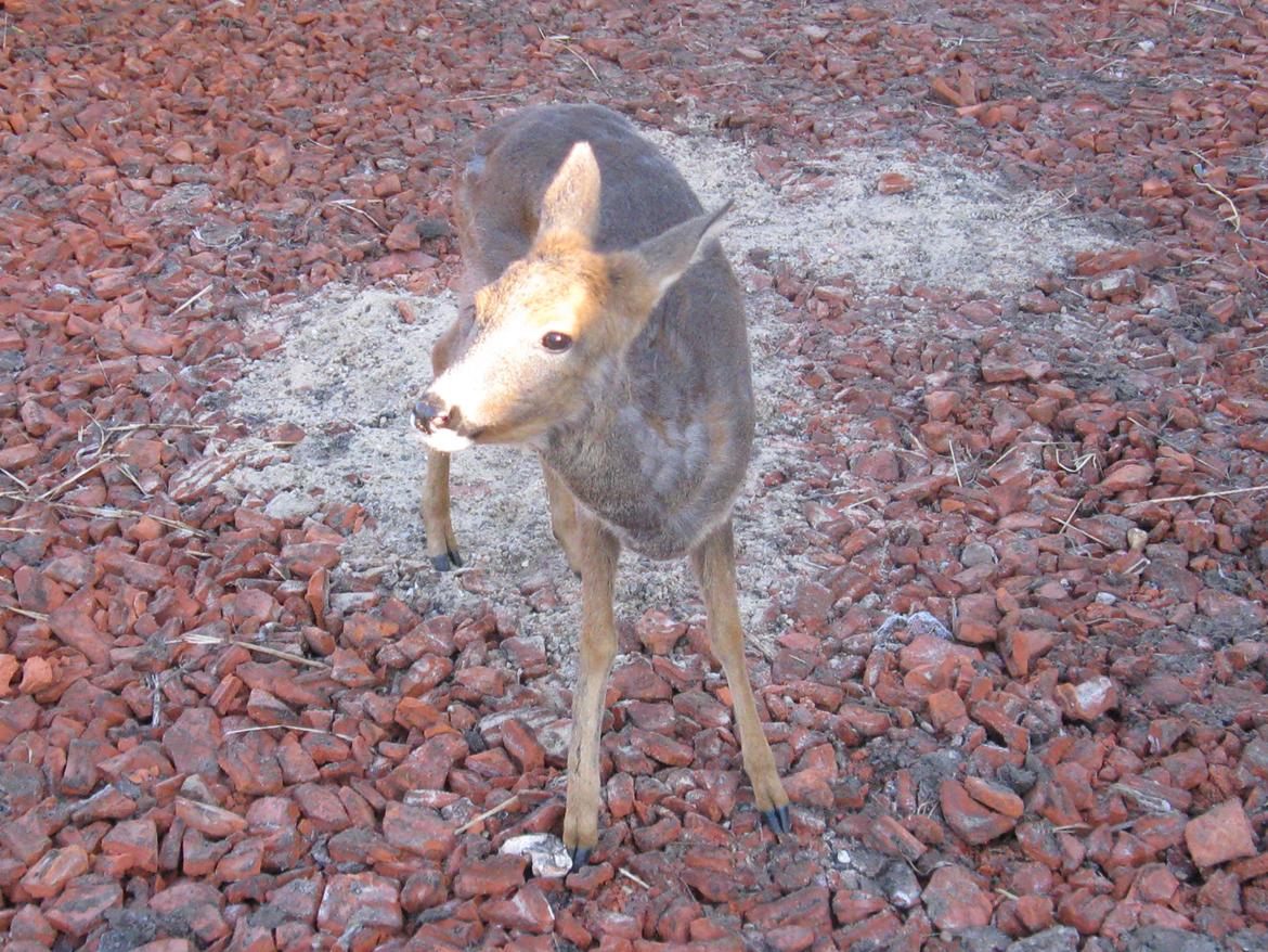 Grønlandske slædehunde  billede 8