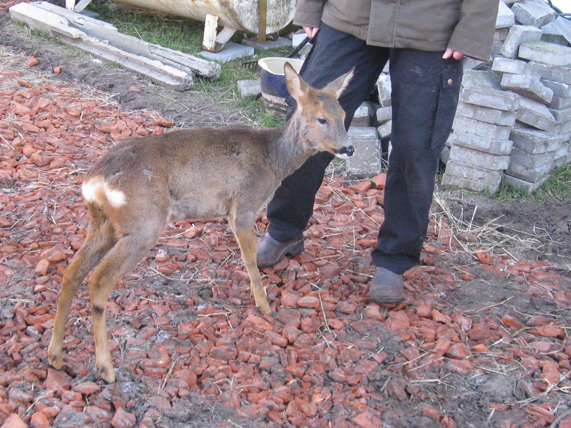 Grønlandske slædehunde  billede 9