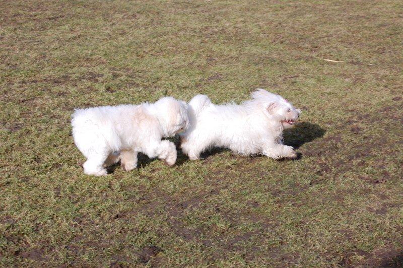 Cotton de Tulear træf, Aarhus 2012 billede 1