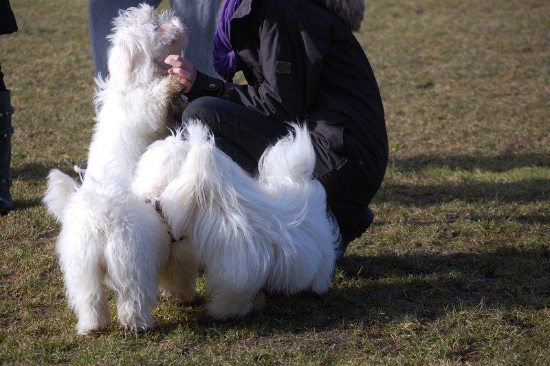 Cotton de Tulear træf, Aarhus 2012 billede 2