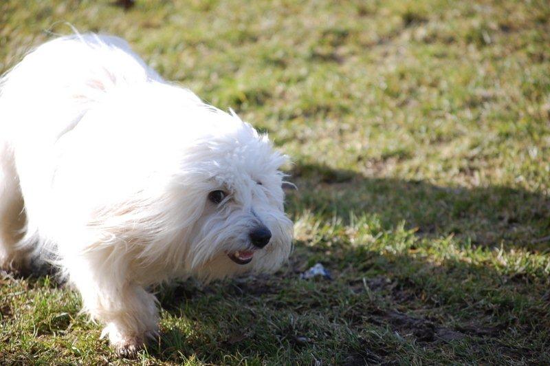 Cotton de Tulear træf, Aarhus 2012 billede 3