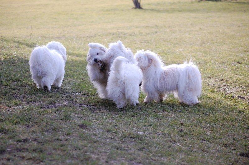 Cotton de Tulear træf, Aarhus 2012 billede 4
