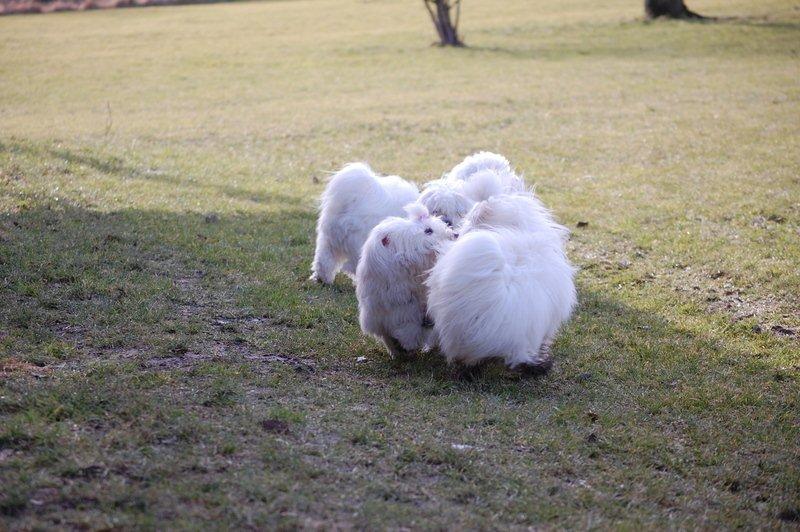 Cotton de Tulear træf, Aarhus 2012 billede 5