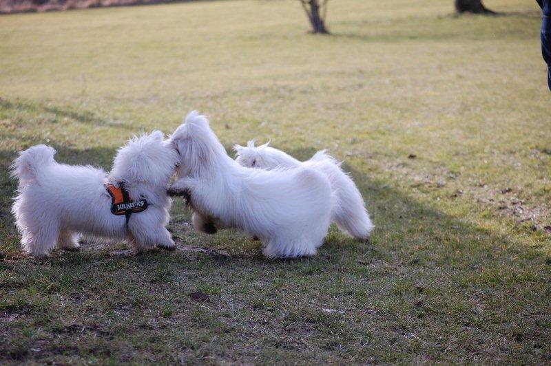 Cotton de Tulear træf, Aarhus 2012 billede 6
