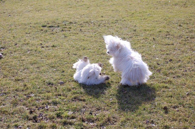 Cotton de Tulear træf, Aarhus 2012 billede 7