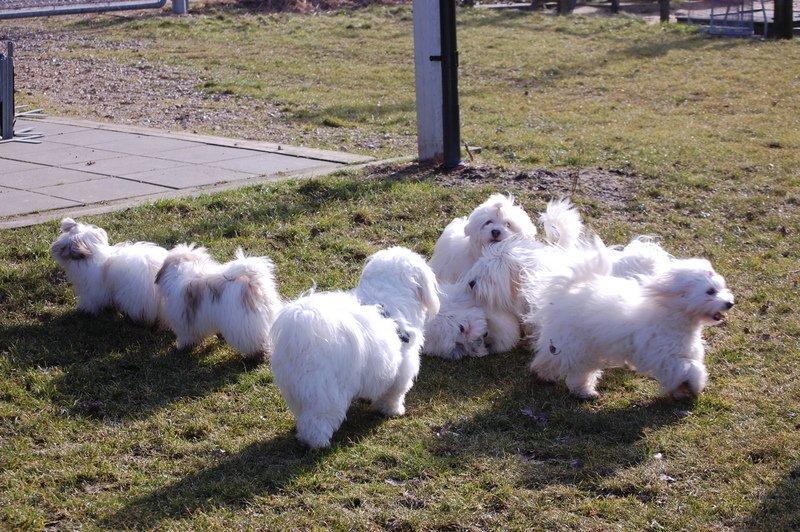 Cotton de Tulear træf, Aarhus 2012 billede 8