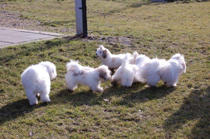 Cotton de Tulear træf, Aarhus 2012 billede 9