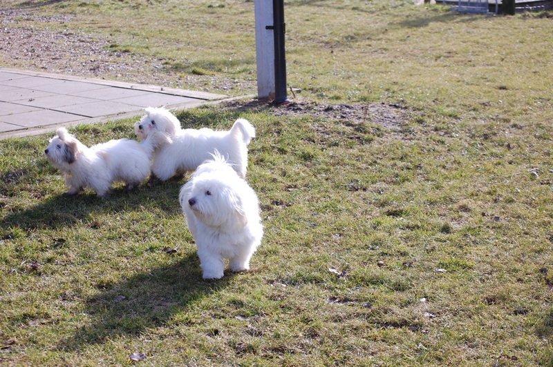 Cotton de Tulear træf, Aarhus 2012 billede 10