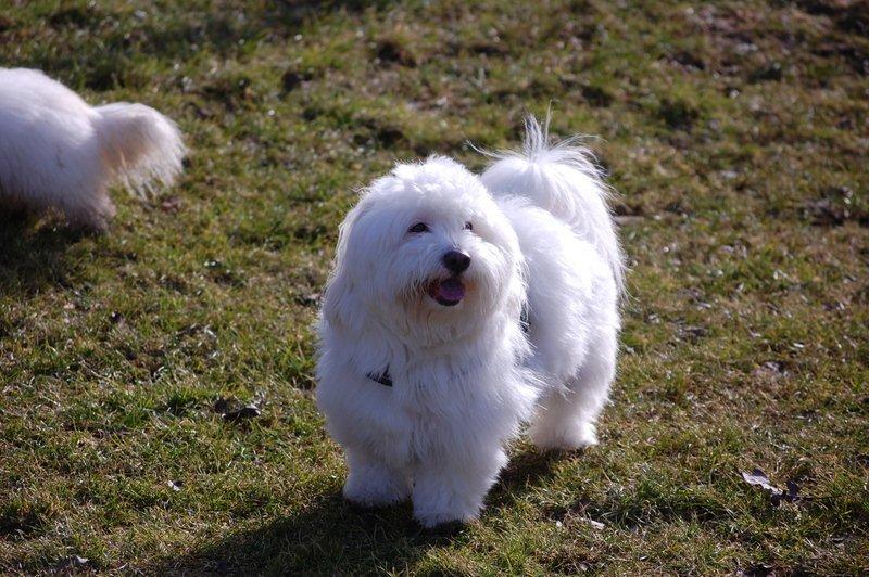 Cotton de Tulear træf, Aarhus 2012 billede 11