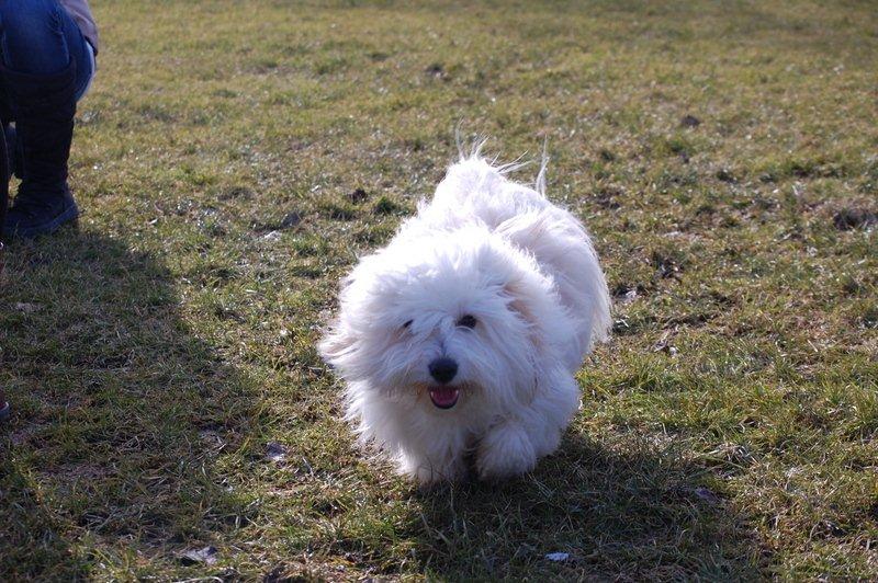 Cotton de Tulear træf, Aarhus 2012 billede 12