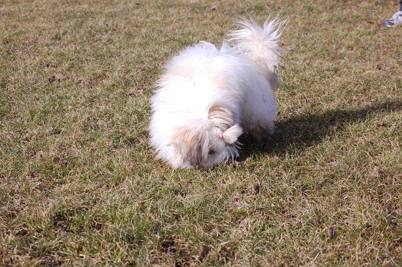 Cotton de Tulear træf, Aarhus 2012 billede 13