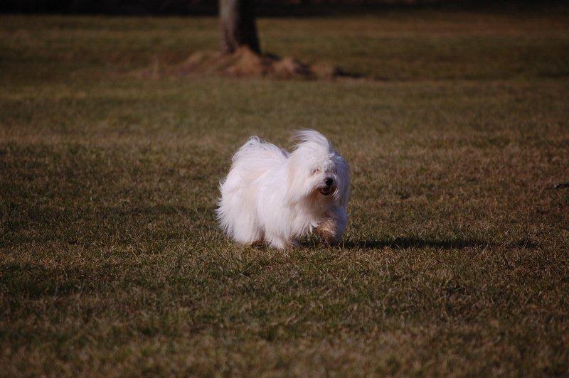 Cotton de Tulear træf, Aarhus 2012 billede 14
