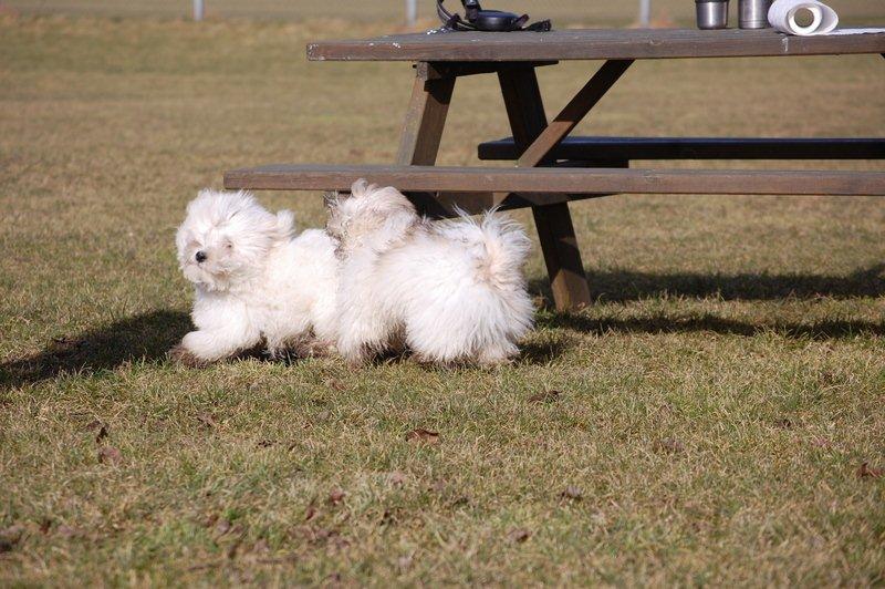 Cotton de Tulear træf, Aarhus 2012 billede 15