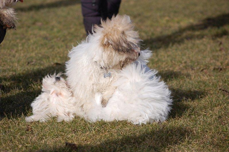 Cotton de Tulear træf, Aarhus 2012 billede 16