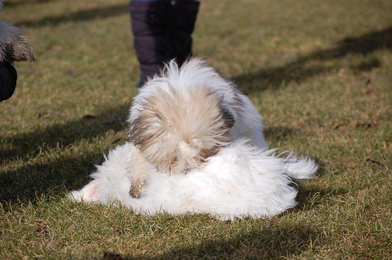 Cotton de Tulear træf, Aarhus 2012 billede 17