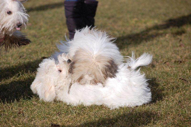 Cotton de Tulear træf, Aarhus 2012 billede 18