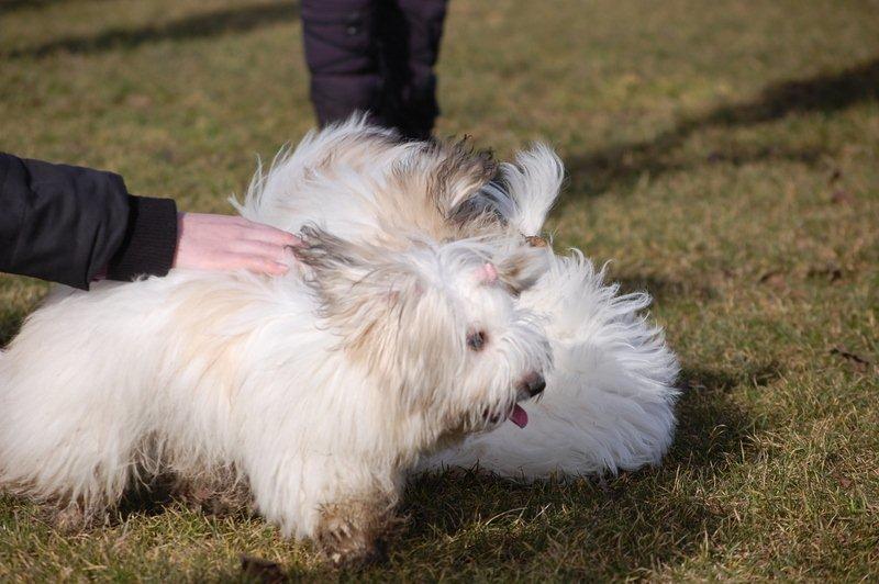 Cotton de Tulear træf, Aarhus 2012 billede 19