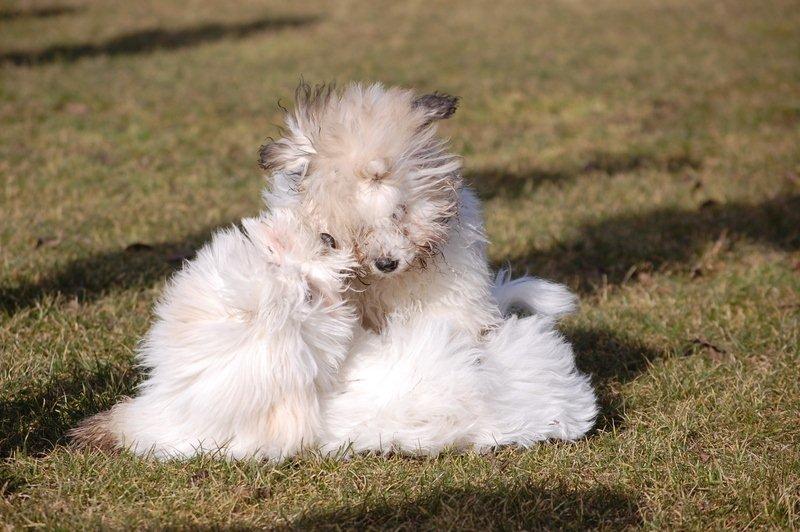Cotton de Tulear træf, Aarhus 2012 billede 20
