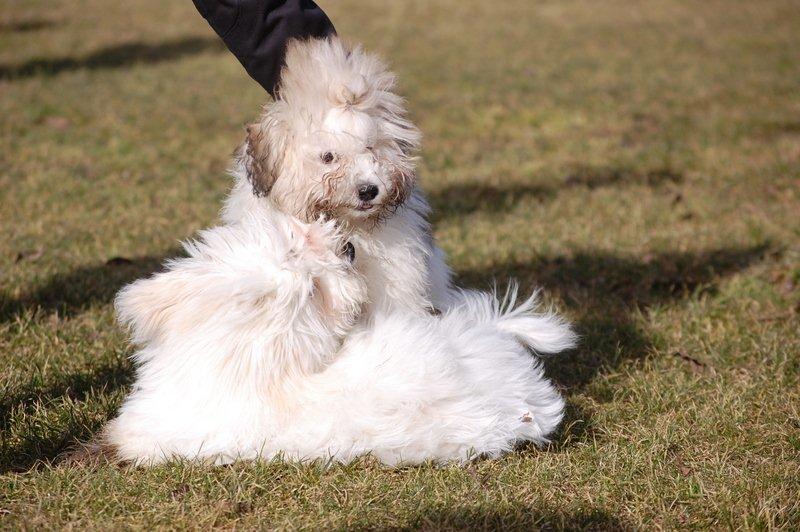 Cotton de Tulear træf, Aarhus 2012 billede 21