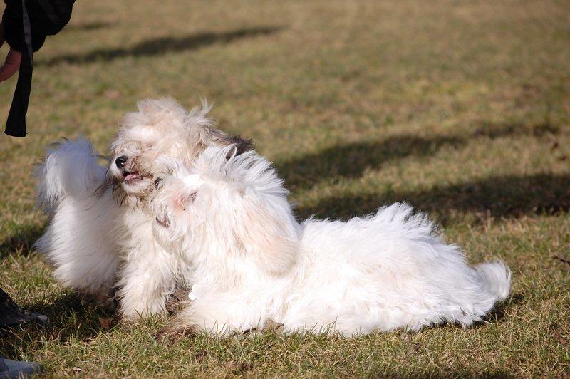 Cotton de Tulear træf, Aarhus 2012 billede 22