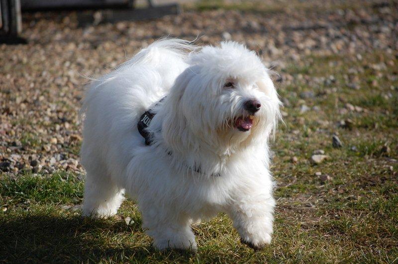 Cotton de Tulear træf, Aarhus 2012 billede 23