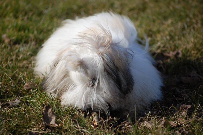 Cotton de Tulear træf, Aarhus 2012 billede 24