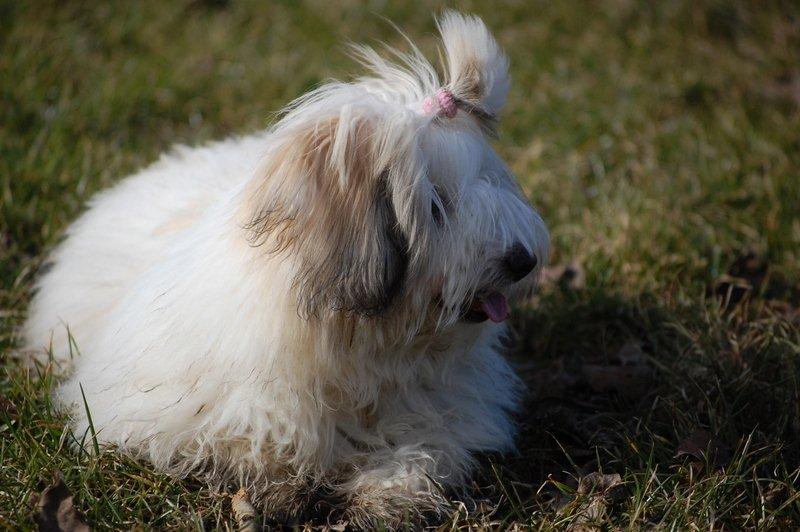 Cotton de Tulear træf, Aarhus 2012 billede 25