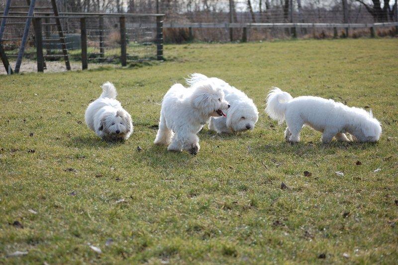 Cotton de Tulear træf, Aarhus 2012 billede 26