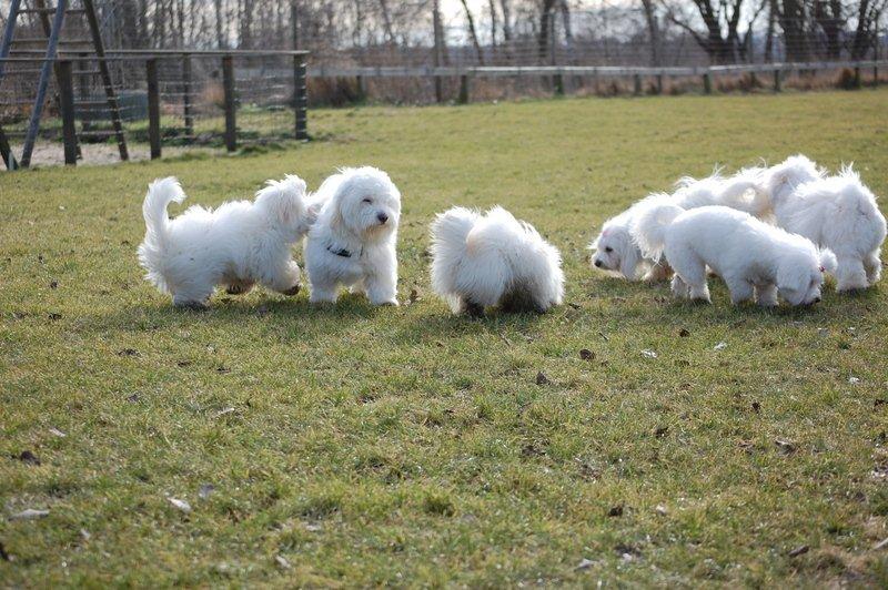 Cotton de Tulear træf, Aarhus 2012 billede 27