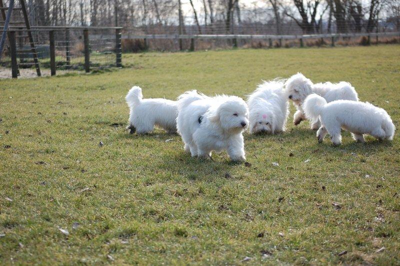 Cotton de Tulear træf, Aarhus 2012 billede 28