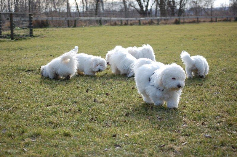 Cotton de Tulear træf, Aarhus 2012 billede 29