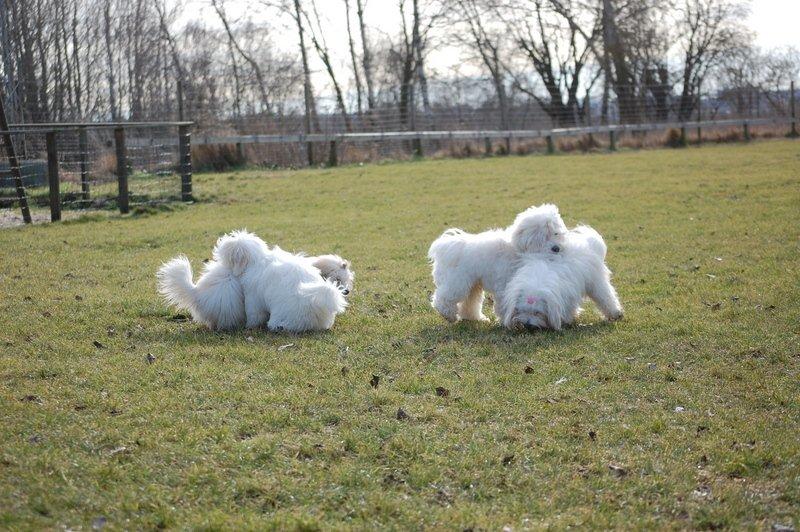 Cotton de Tulear træf, Aarhus 2012 billede 30