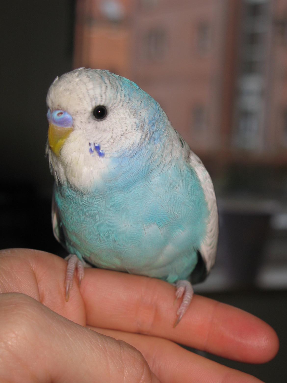 Undulaterne Krumme og Yrsa - Knap 4 mdr og er nu blevet flot blå over næbbet. Er ved at fælde sin baby fjerdragt billede 5