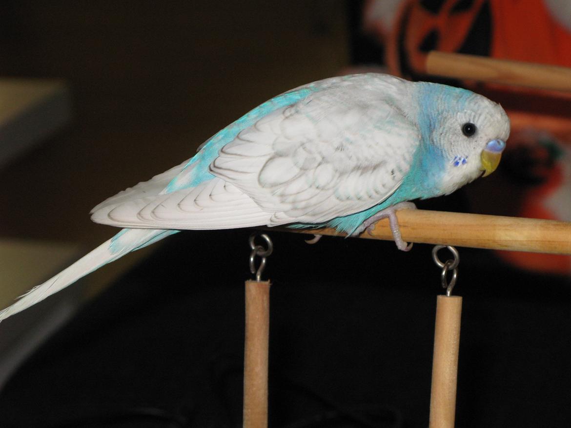 Undulaterne Krumme og Yrsa - Knap 4 mdr, leger på sin legeplads billede 6