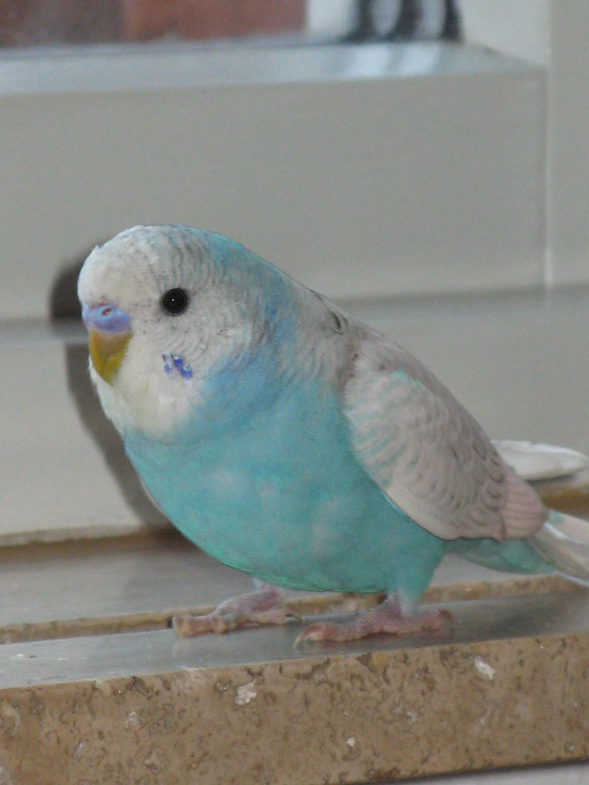 Undulaterne Krumme og Yrsa - Knap 4 mdr, sidder i vindueskarmen billede 7