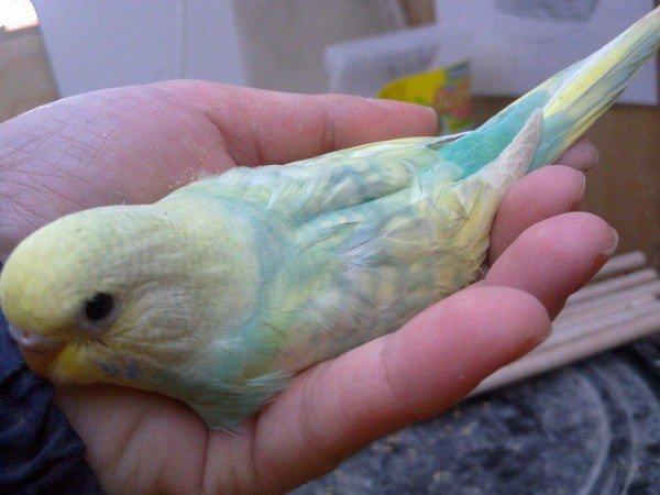 Undulaterne Krumme og Yrsa - 29/2-12 Krummes nye mage som jeg skal hente om et par dage:) Ved endnu ikke hvad hun skal hedde.. billede 8