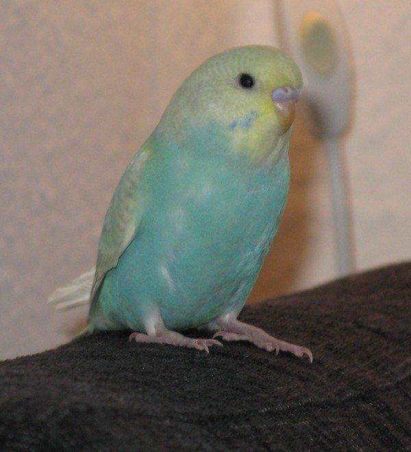 Undulaterne Krumme og Yrsa - Yrsa 43 dage billede 9