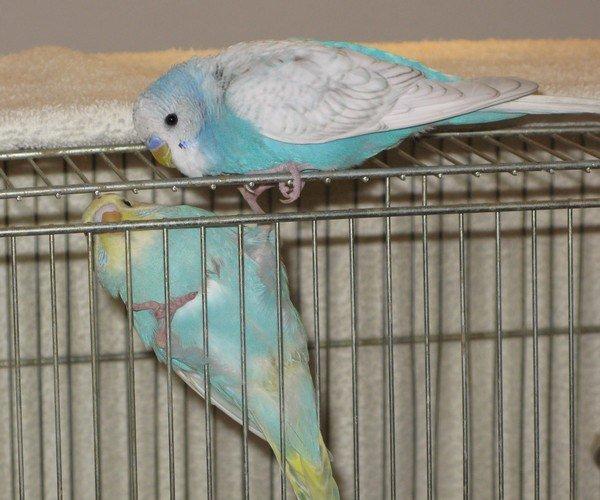 Undulaterne Krumme og Yrsa - Krumme møder Yrsa for første gang.  billede 10