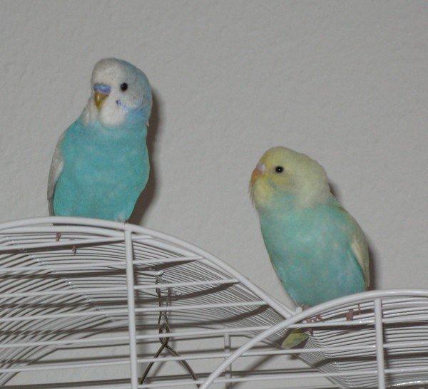 Undulaterne Krumme og Yrsa - Krumme møder Yrsa for første gang. Kuk kuk billede 11