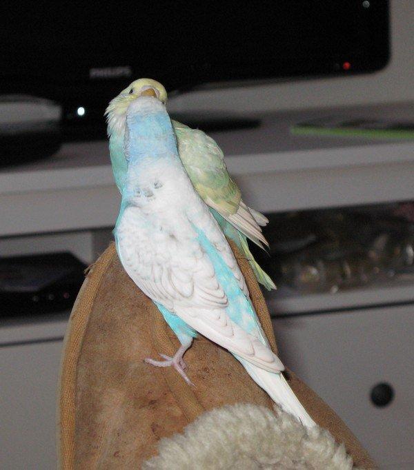 Undulaterne Krumme og Yrsa - Krumme møder Yrsa for første gang. Her får hun lige et lille kys:) billede 12