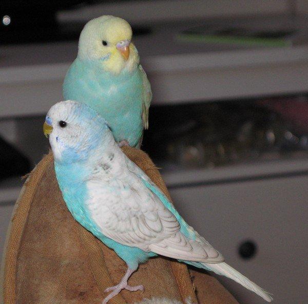 Undulaterne Krumme og Yrsa - Krumme møder Yrsa for første gang. Ser hinanden an på min sutsko:) billede 13