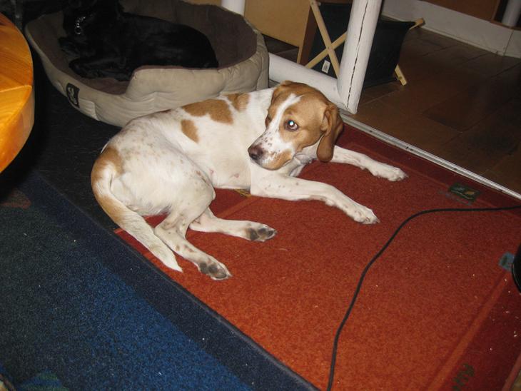 {{currentPhoto.altText}} billede {{currentPhoto.number}}