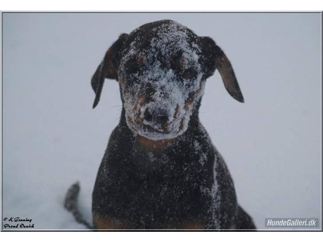 Konkurrence (9) Sne billeder - Diverse hund - Uploadet af Nazli