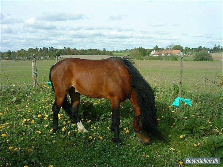 Vores heste - Race: Welsh pony (sec B)
Højde: 130 cm
Køn: Hingst
M: Miss California.
F: Carolinas Moccasin  billede 1