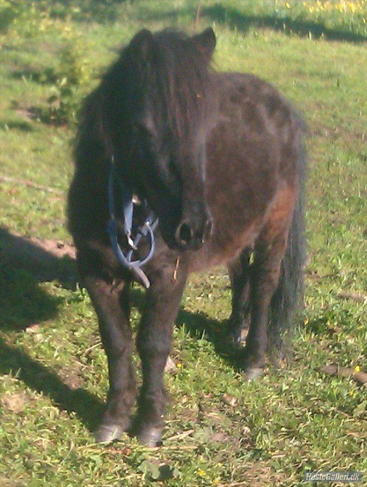 Vores heste - Race: Miniture
Højde: 89 cm
Køn: Hingst
M: Mille
F: Pan billede 2