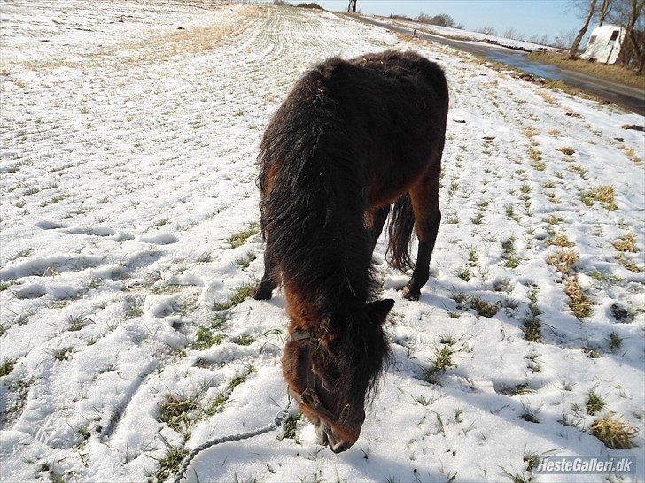 Vores heste - Race: Blading 
Højde: 120 cm
Køn: Hingst
M: Trunte
F: Bell  billede 4