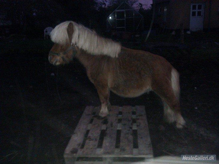 Vores heste - Race: Shetlænder
Højde: 96 cm
Køn:  Hingst billede 5