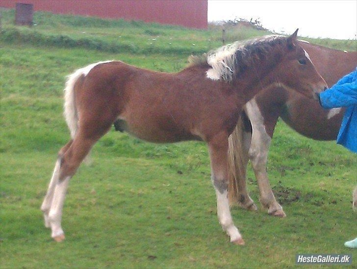 Vores heste - Race: Blading 
Højde: 128 cm voser inu. 
Køn: Hingst 
M: Pippi
F: Bell billede 7