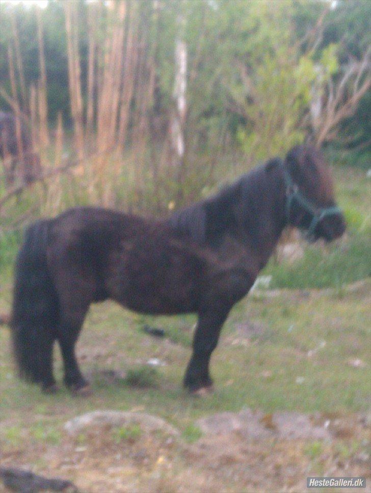Vores heste - Race: Shetlænder
Højde: 100 cm
Køn: hingst  billede 8