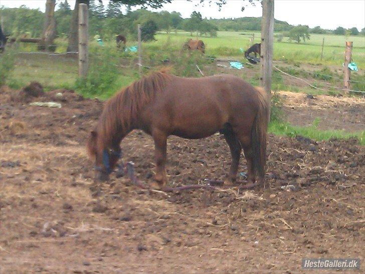 Vores heste - Race: Blading
Højde: 102 cm
Køn: hingst billede 10